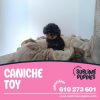 Caniche Toy Phantom