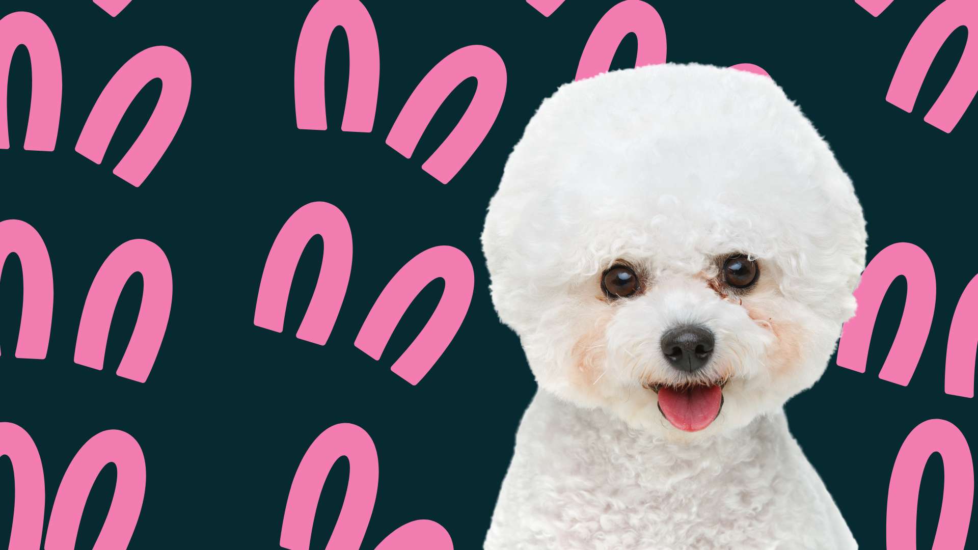 bichon criadero