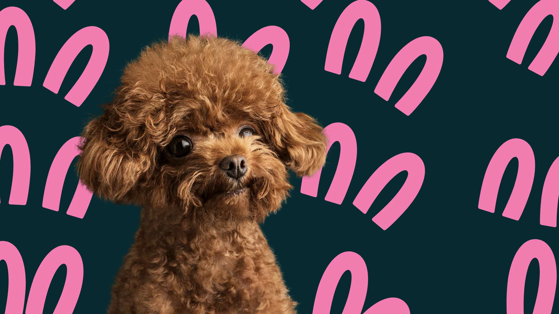 caniche