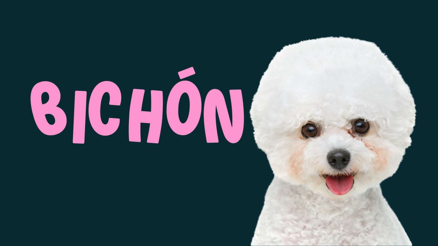 bichón maltés