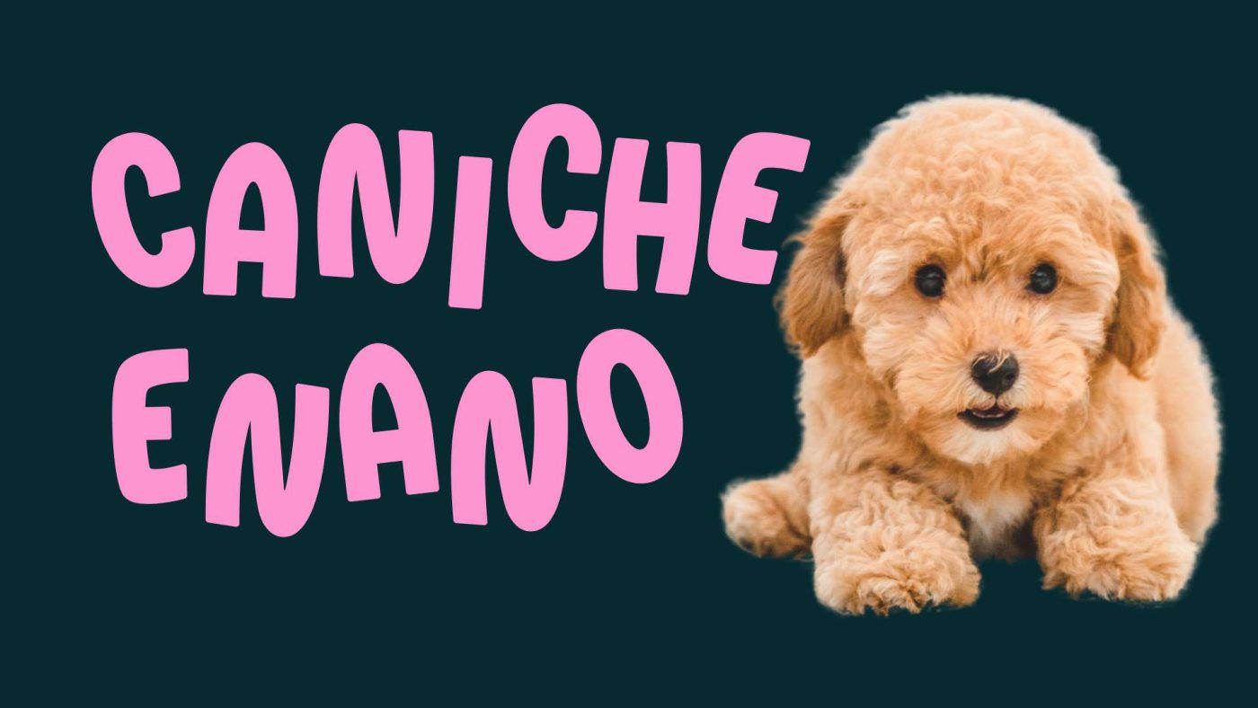caniche enano