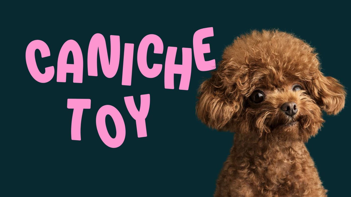 caniche toy