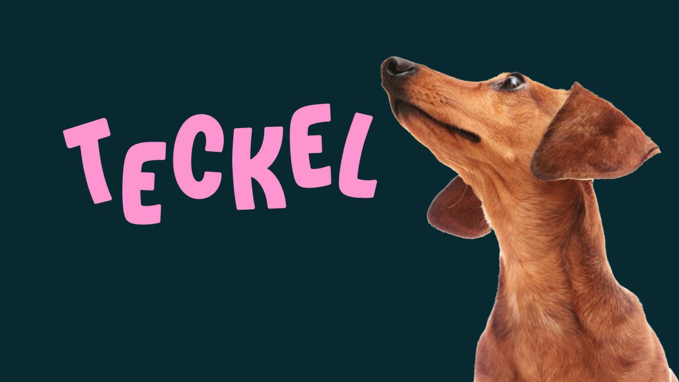 teckel