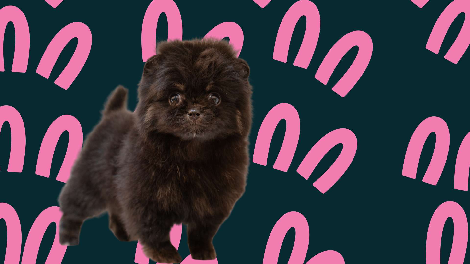pomerania