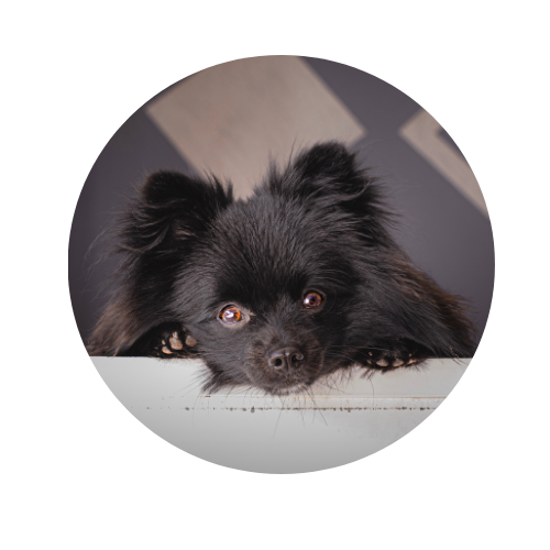 testimonio sublime puppies
