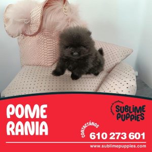 Pomerania