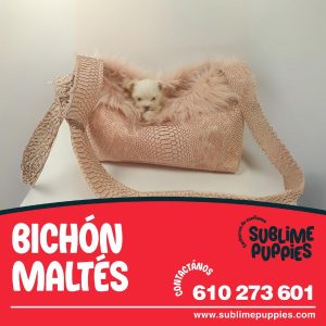 Bichón Maltés