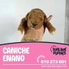 Caniche Enano Apricot
