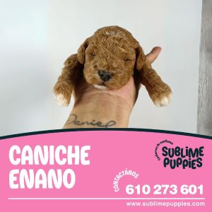 Caniche Enano Apricot