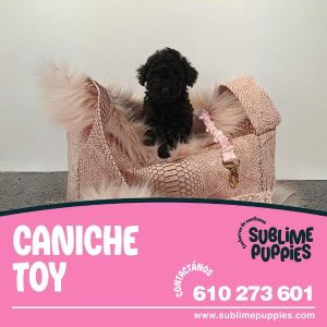Caniche Toy Negro