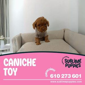 Caniche Toy Rojo