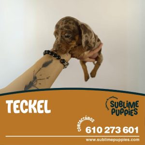 Teckel